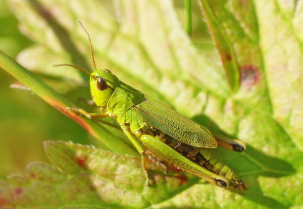 istock grasshopper sits in the grass. 1170450550