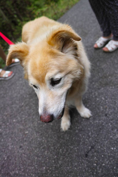 istock portrait of a old brown dog 1170450847