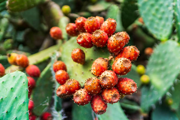 成熟した赤い刺しカボティ - prickly pear fruit cactus prickly pear cactus yellow ストックフォトと画像