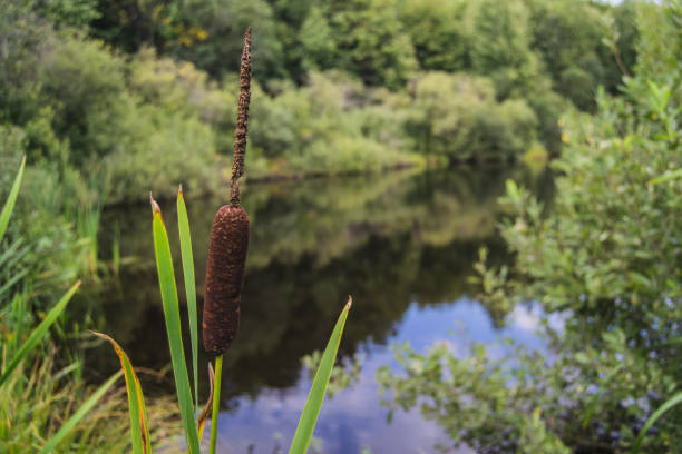 Reed mace near a lake with a mirror surface