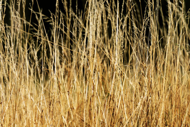 istock Close-up of a meadow with tall dry grass - Full frame 1170452812