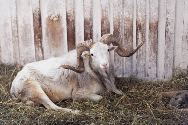 A sheep lies in a cattle pen.