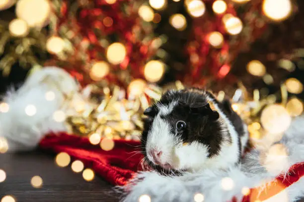 Domestic guinea pig (Cavia porcellus), also known as cavy or domestic cavy on red and white Christmas background indoors. Golden red shiny festive shallow depth of field background with LEDs.