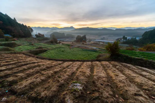 A cleanly cultivated field in a mountain village in the early morning