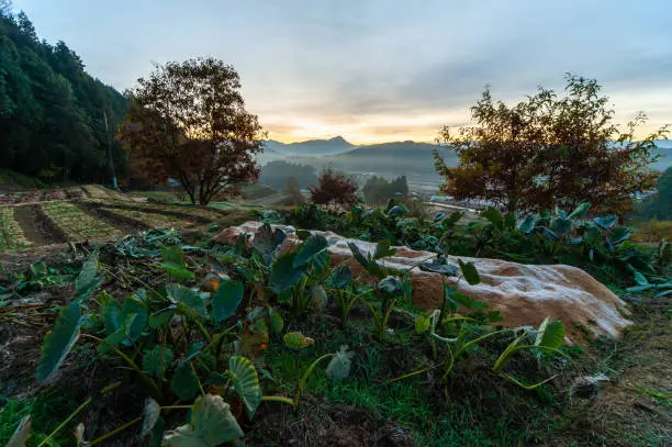 Rural field crops in the early morning