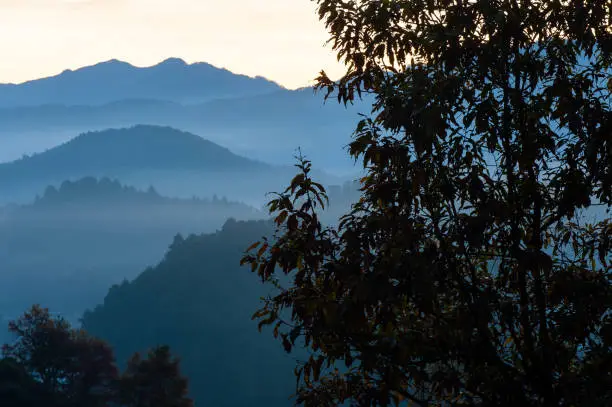 Mountain range with trees and fog