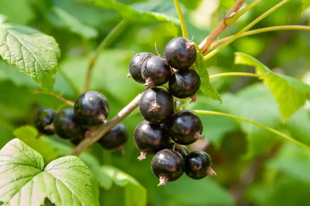Photo of A bouquet of blackcurrant berries on a branch with leaves close-up.