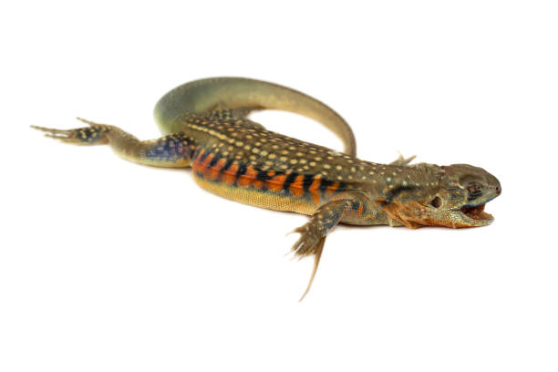 istock asia iguana or Butterfly lizards 1170461779