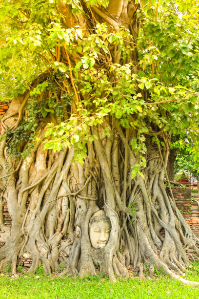 istock Ancient Buddha head in tree roots at Wat Mahathat in Ayutthaya historical park,Thailand. 1170462012