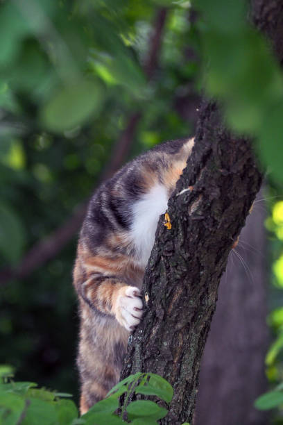 istock The cat gives up and turn around. 1170463845
