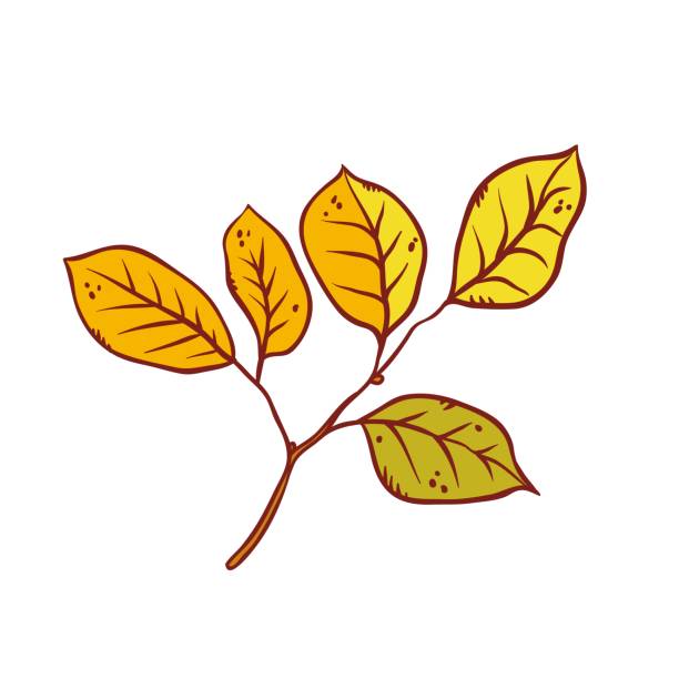 jesienne liść olchy drzewo września lub października spadek liści. wektor zarys ilustracji szkic kolorowe izolowane jesienne ziołowe grafiki. - elm tree autumn leaf tree stock illustrations