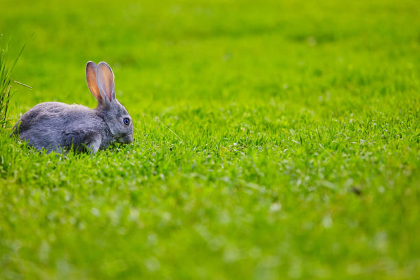 istock Cottontail bunny rabbit sits on the grass. Place for text 1170465152