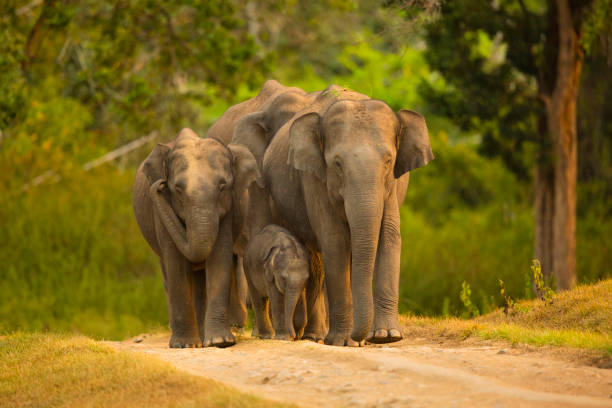 elefantes asiáticos com filhote - elefante asiático - fotografias e filmes do acervo