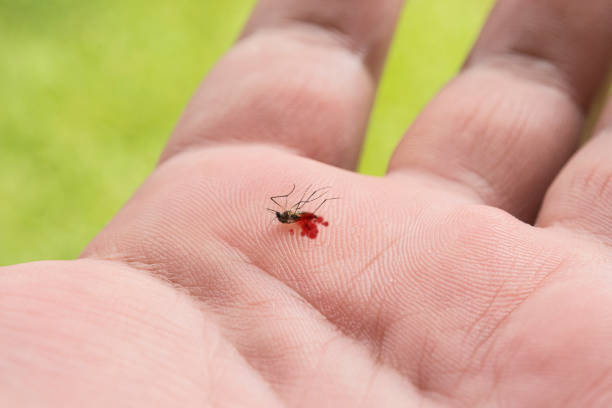 istock Mosquitoes were killed in the hands 1170467386