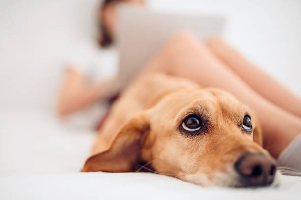 istock Dog lying on the bed and looking up 1170469277