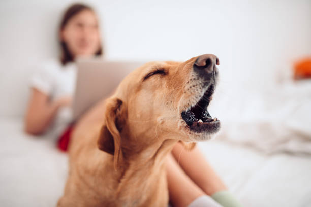 Dog lying on the bed and barking Small brown dog lying on the bed by the girl using laptop and barking barking animal stock pictures, royalty-free photos & images