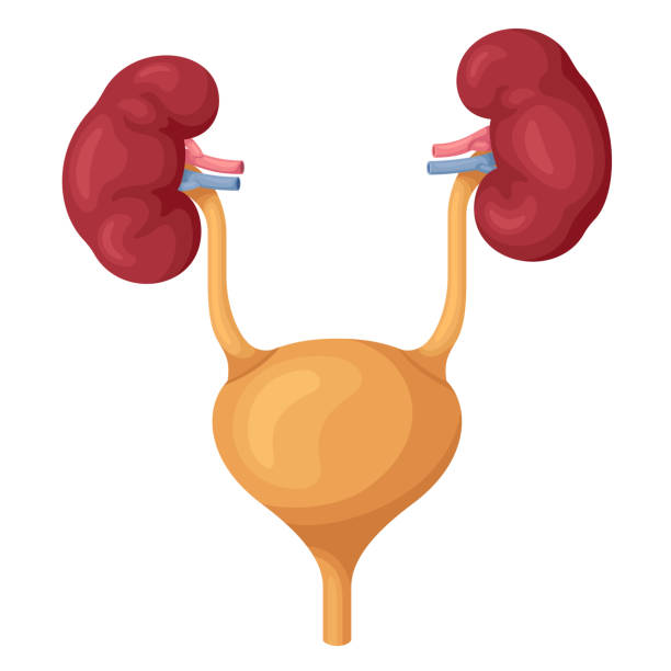 illustrazioni stock, clip art, cartoni animati e icone di tendenza di sistema escretore umano - renal vein