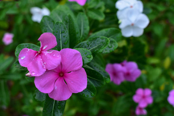 istock Beautyful pink flower 1170471295