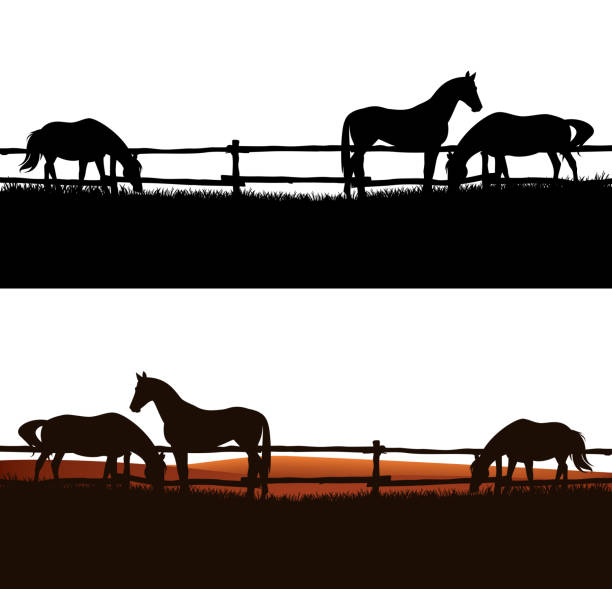 illustrations, cliparts, dessins animés et icônes de chevaux de pâturage et scène de silhouette de vecteur de clôture de ferme - farm fence