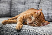 Alert cat on sofa