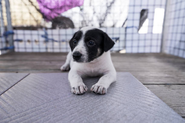 istock cute  thai puppy lying and playing on the ground 1170472604