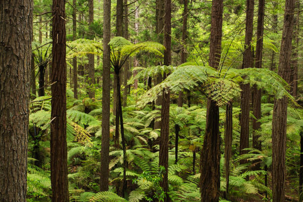 Forest of Tree Ferns and Giant Redwoods in Whakarewarewa Forest near Rotorua, New Zealand Forest of Tree Ferns and Giant Redwoods in Whakarewarewa Forest near Rotorua, New Zealand whakarewarewa stock pictures, royalty-free photos & images