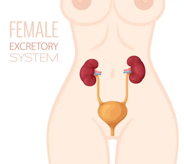 Vector illustration of Excretory System Anatomy. Female Body.