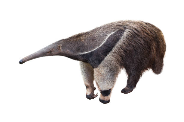 白い背景に隔離された巨大な前食者。 - anteater animal nose animal ant ストックフォトと画像