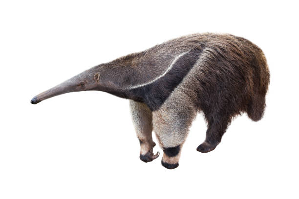 Giant anteater isolated on White Background. Giant anteater isolated on White Background. Anteater, cute animal from Brazil. Giant Anteater, Myrmecophaga tridactyla, animal with long tail ane long nose, Wildlife scene from wild nature. Giant Anteater stock pictures, royalty-free photos & images