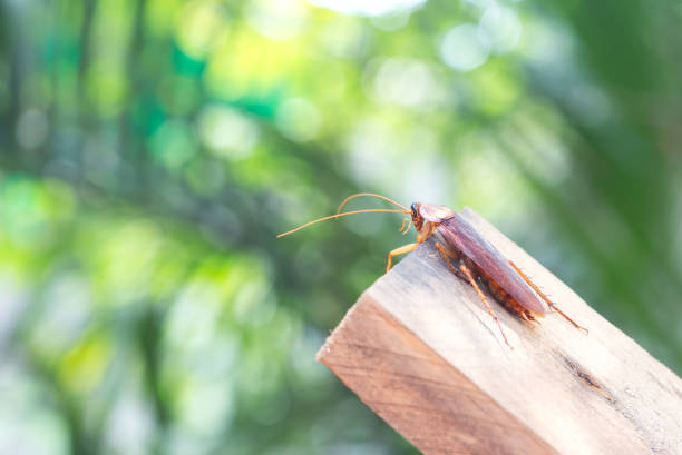istock Cockroach on wooden, nature blurred background. 1170473830