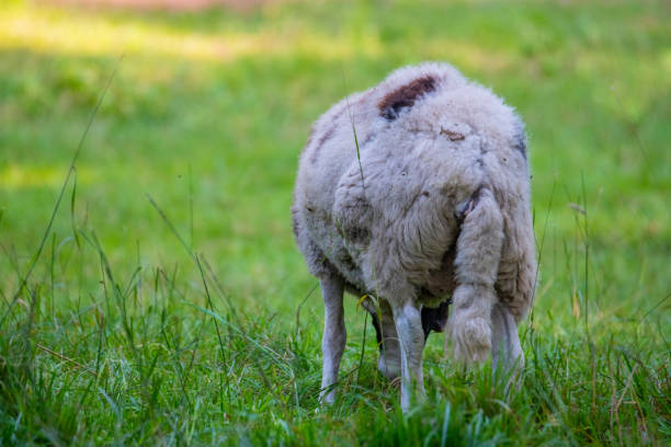 ovejas jacob comen hierba en un prado y descansan en el clima cálido - jacob sheep fotografías e imágenes de stock