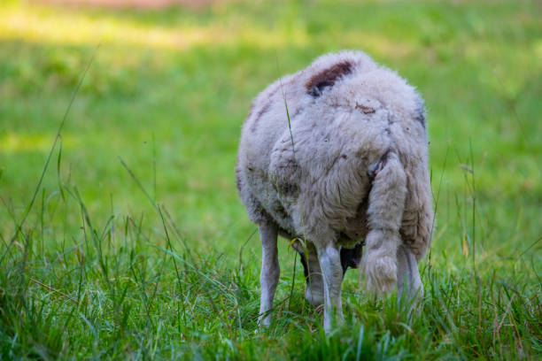 owce jakubowe jedzą trawę na łące i odpoczywają w ciepłe dni - jacob sheep zdjęcia i obrazy z banku zdjęć