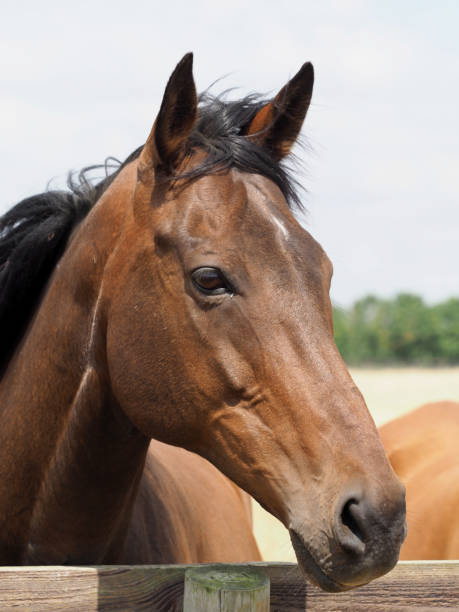 istock Horse Head Shot 1170474026