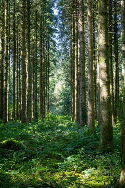 istock Pine trees in the Taf Fechan Forest 1170474216