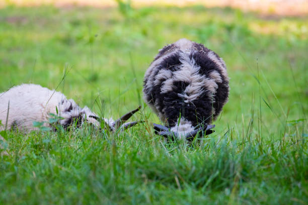 ovejas jacob comen hierba en un prado y descansan en el clima cálido - jacob sheep fotografías e imágenes de stock