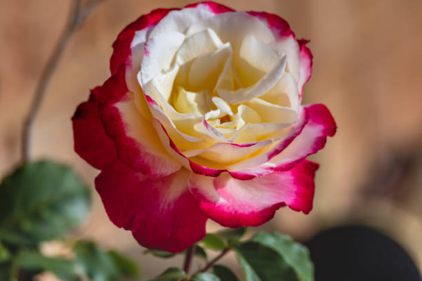 Two toned rose in the garden at Woy Woy, Central Coast, NSW, Australia.