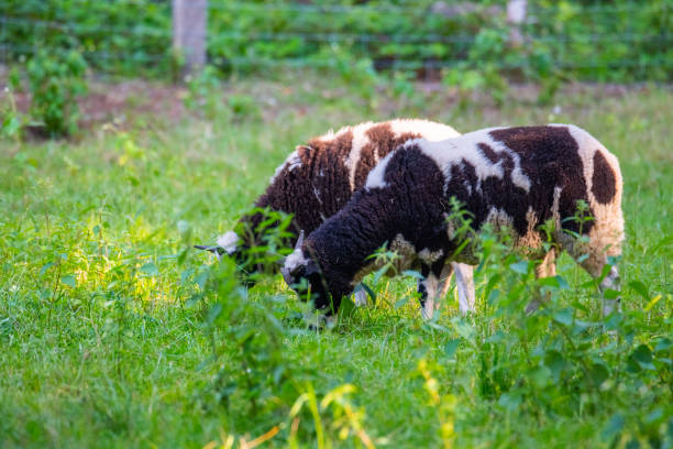 owce jakubowe jedzą trawę na łące i odpoczywają w ciepłe dni - jacob sheep zdjęcia i obrazy z banku zdjęć