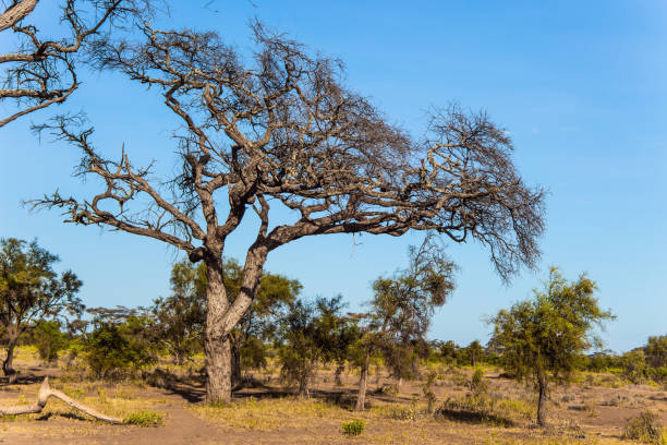 istock Amboseli Park is biosphere reserve 1170475220