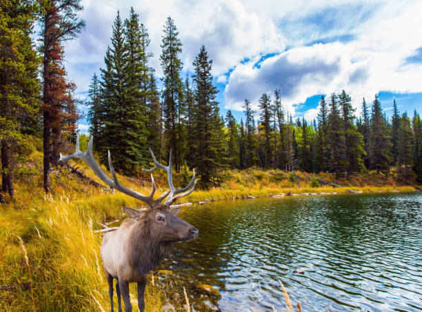 istock Magnificent deer with branching horns 1170475223