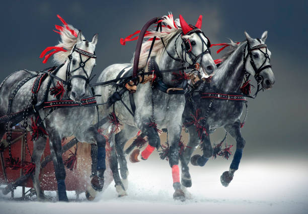 troika russa, il trio di orlov trotter - il tradizionale simbolo russo - horse winter dapple gray gray foto e immagini stock