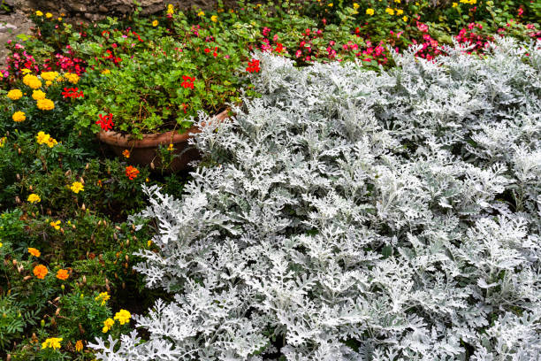 Colorful flowers and silver plant (Dusty Miller) . Colorful flowers and silver plant (Dusty Miller) . dusty miller photos stock pictures, royalty-free photos & images