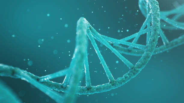 istock Double helical structure of DNA, DNA molecule, RNA. The concept of biochemistry, biotechnology. Genome change, 3D illustration 1170475751