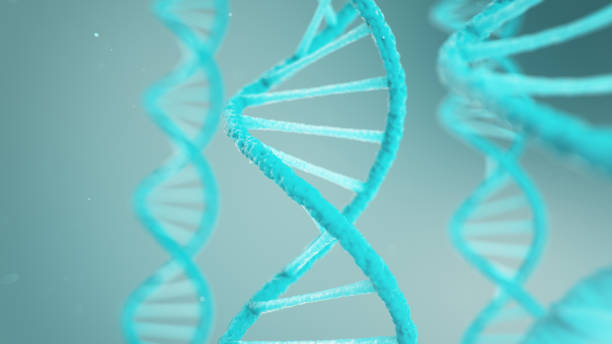 istock Double helical structure of DNA, DNA molecule, RNA. The concept of biochemistry, biotechnology. Genome change, 3D illustration 1170475785