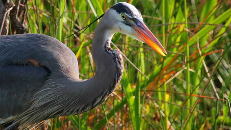 Blue heron close up