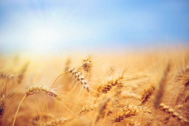 istock Golden Wheat and Blue Sky with Sun 1170477007