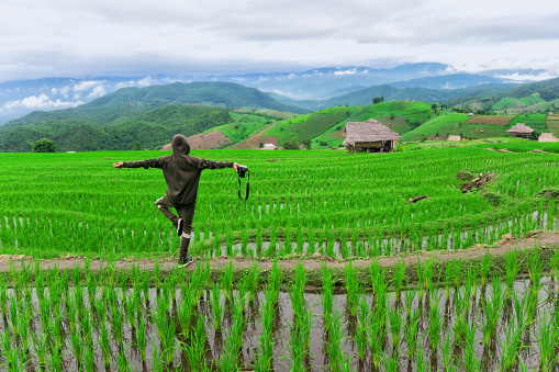 Scarecrow on rice fields in Japan