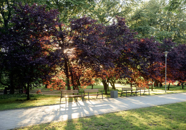 empty wooden bench in garden in sunlight