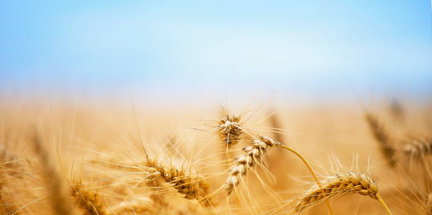 istock Golden Wheat and Blue Sky 1170481889