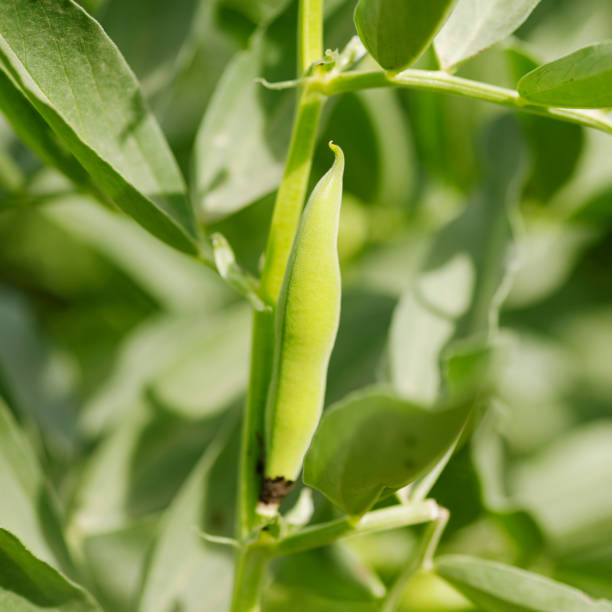 istock Fava beans growing in a garden 1170482360