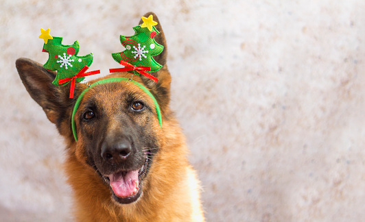 adult beautiful dog in funny Christmas hat